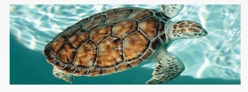 Lesezeichen 3D Meeresschildkröte