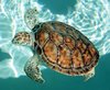 Magnet Meeresschildkröte 3D