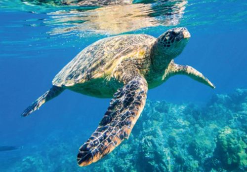 Postkarte Meeresschildkröte 3D